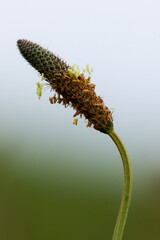 Ribwort Plantain