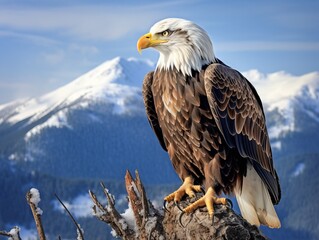 Obraz premium Majestic bald eagle perched on a branch with snowy mountain peaks in the background under a clear blue sky, showcasing nature's beauty.