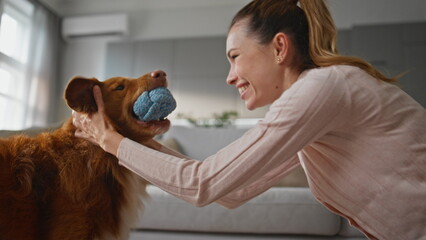 Fluffy dog holding ball in mouth playing with smiling woman at home close up. 