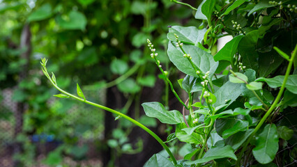 Climbing Malabar Spinach with White Flowers, Basella alba