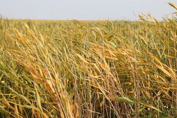 stalks of wild prairie grains bent by the wind in autumn