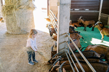 Little girl walks with a bundle of hay near goats peeking out from behind a fence in a pen