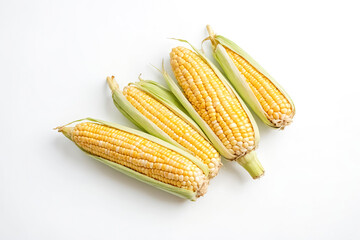Fresh Corn on the Cob with Husks