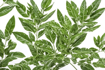 Lush Green Leaves on White Background