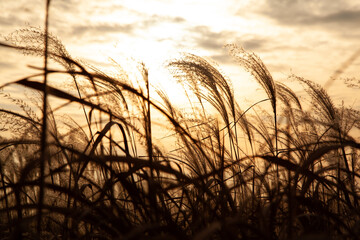 The silhouette of reeds during sunset