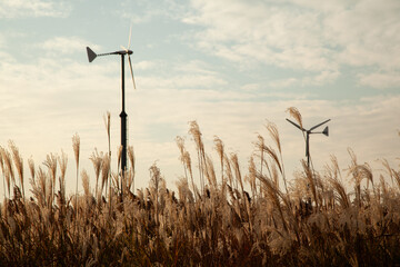 View of the wind turbine on the reed fields in autumn