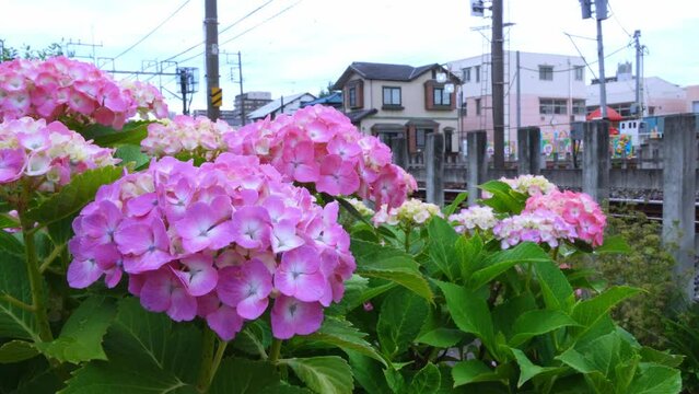 &ldquo;咲いたばかり&rdquo;ピンク(赤い)アジサイと電車(東武スカイツリーライン)