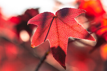 red maple leaf