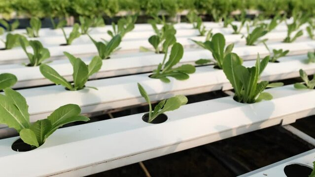 Celery vegetable in the hydroponic garden farm, healthy organic agriculture cultivation