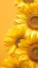 Fototapeta premium Sunflower background with copy space. Valentines day, mothers day, women's day concept. 