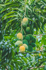 Mangoes on the tree
