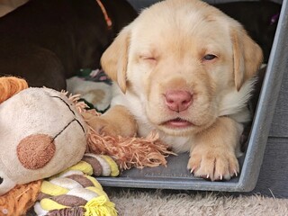 Winking yellow labrador puppy 
