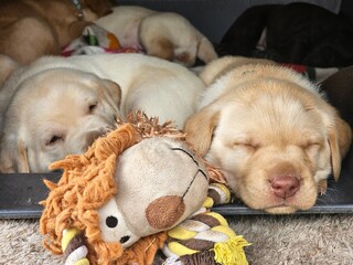 Labrador puppies taking a nap 