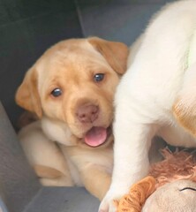 Yellow labrador puppy 