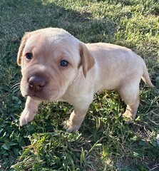 Young yellow labrador puppy in the grass 