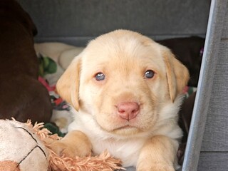 Yellow labrador puppy 