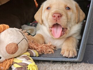 Happy yellow labrador puppy 