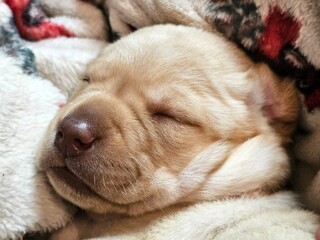 Sleeping yellow labrador puppy 