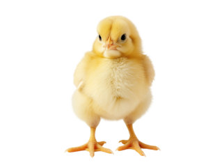 baby chicken on isolated background 