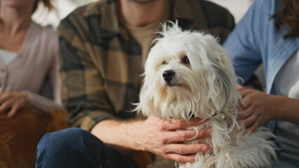 Fluffy dogs sitting family in apartment closeup. Unknown friends caressing pets