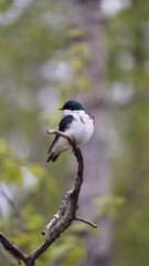 Small bird perched on a branch with trees in the background