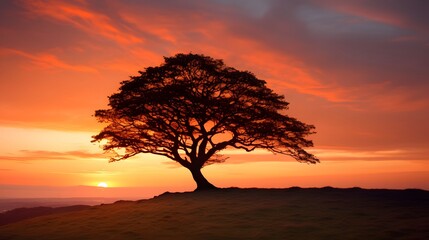 a tree against a sunset sky