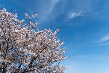 爽やかな青空と満開の桜