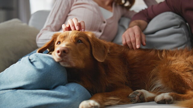 Lovely dog lying knees woman relaxing with husband closeup. Family caressing pet