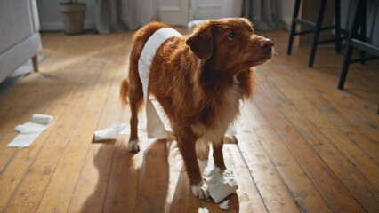 Cute dog making mess in living room close up. Naughty pet unrolling toilet paper