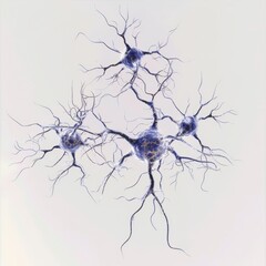 large motor neurons of the brain, that are connected together through their dendrites, on a plain white background