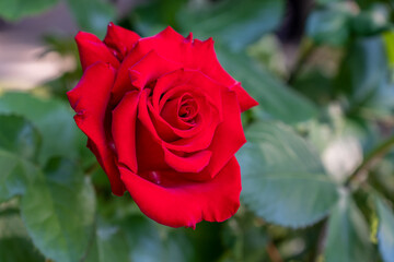 Red roses bloom in the summer in the country garden with green leaves background