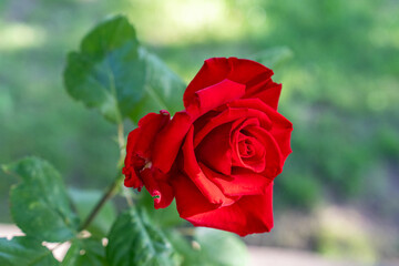 Red roses bloom in the summer in the country garden with green leaves background