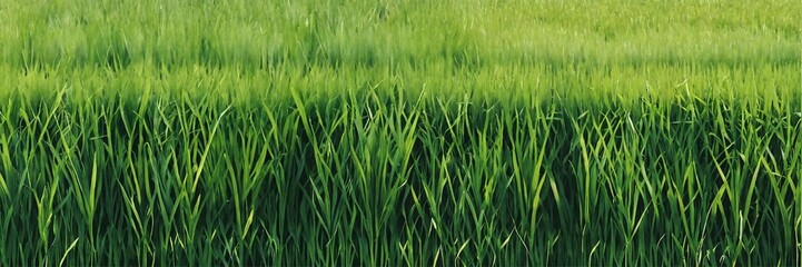 Obraz premium Green grass field