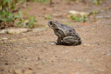wild frog