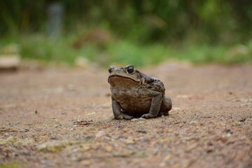 wild frog
