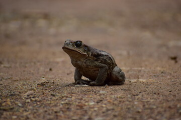 wild frog