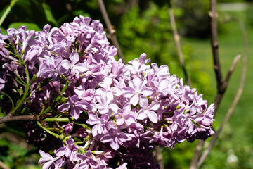 Obraz premium Beautiful blooming close-up of spring lilac violet flowers abstract soft floral background