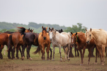 a bunch of horses standing in a field together looking at the camera