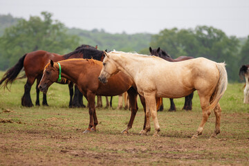Fototapeta premium a herd of horses are on an open field with others