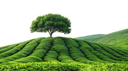 tea plantation landscape isolated on transparent background ,generative ai