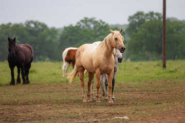 four horses are standing in the middle of a field next to a pole