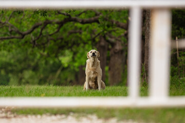 a dog sitting on the grass and looking at something in front of him