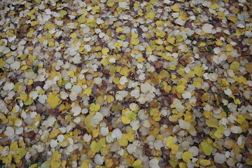 Leaf covered path background, yellow, brown and white leaves on the ground