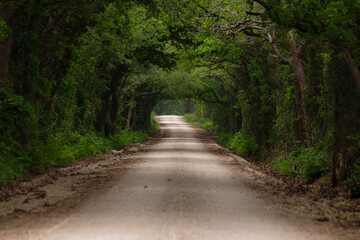 a rural dirt road surrounded by green forest trees on either side of it