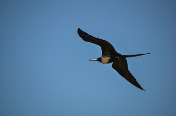 Beautiful Fregata magnificens crosses the blue sky off the coast of Rio de Janeiro, Brazil