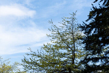 Beautiful nature with green trees and cloudy sky suitable for a background