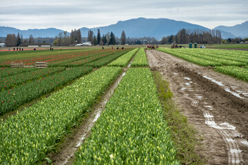 Early season in muddy tulip fields, rows of red flowers and rows of white flowers starting to bloom, stormy day with gray clouds
