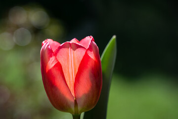 Closeup of red tulip backlit by the evening sun blooming in a spring garden, as a nature background
