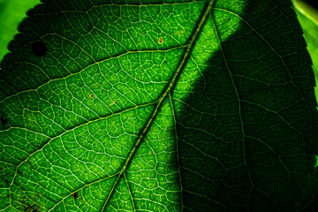 Close Up of a Green Leaf