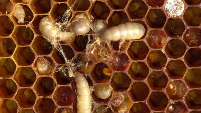 Bee moths larvae and silk tunnels. Beekeeping pest. Wax moth larvae are very destructive and can quickly destroy stored beeswax combs